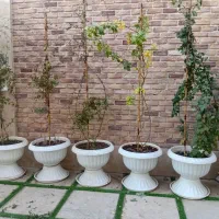 کارشناس مشاور گل و گیاه و باغبانی|خدمات باغبانی و درختکاری|مشهد, هفت تیر (حافظ)|دیوار