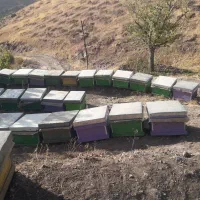 خریدوفروش کندو عسل