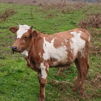 گاو شکم دار با گوساله|حیوانات مزرعه|دیلمان, |دیوار