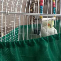 عروس هلندی لوتینو جنسیت مشخص نیست به فروش میرسد