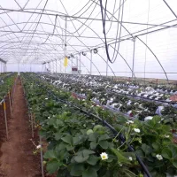 یک هکتار باغ همراه گلخانه با چاه عمیق اب|فروش دفتر صنعتی، کشاورزی، تجاری|شهریار, شهریار|دیوار