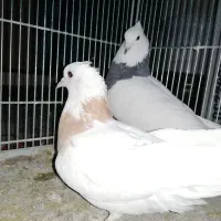 طوقی نرو ماده/کبوتر/پرنده