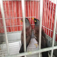 مرغ مینا|پرنده|رشت, رودباری|دیوار