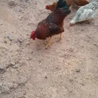 خروس قرمز|حیوانات مزرعه|شوط, |دیوار