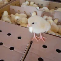 جوجه گوشتی راس