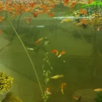 گوپی مولی دمشمشیری پرت پلار|ماهی|پاکدشت, پاکدشت (مامازند)|دیوار