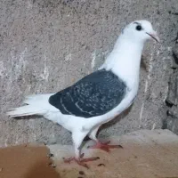 کبوتر آلمانی