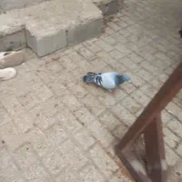 المانی معاوضه باتکپر|پرنده|کلاله, |دیوار