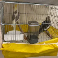 مولد گیرینچیک و یه تعداد عروس(جوجه و بالغ)ملنگو|پرنده|رشت, یخسازی|دیوار