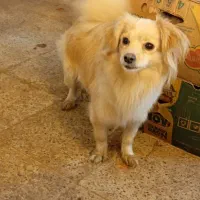 سگ خونگی|سگ|آستانه اشرفیه, |دیوار