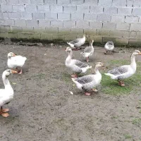 غازاکراینی ومحلی|حیوانات مزرعه|خشکبیجار, |دیوار