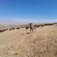 سگ عراقی|سگ|انگوران, |دیوار