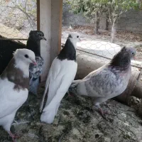 کبوتر|پرنده|چناران, |دیوار