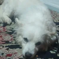 سگ پارینه روباهی کرم