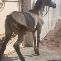 کره مادیان دوسر وارداتی 7ماهه