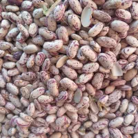 کشک لوبیا ماش|خوردنی و آشامیدنی|هرسین, |دیوار