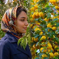 نهال آلو بخارا زرد ،قیمت رقابتی مستقیم از تولید