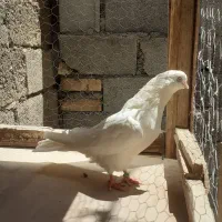 سه تا ماده سفید چشم نوک سفید