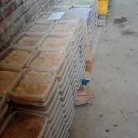 عسل شانه داریم صد در صد طبیعی