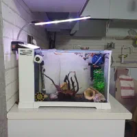 اکواریوم و ماهی