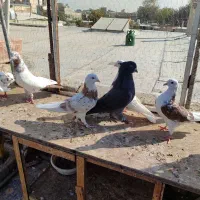 ۷ تا کفتر دونسته سرور شازده ..اسطوره.. به شرط همچی|پرنده|محمدشهر, شهرک چمران|دیوار