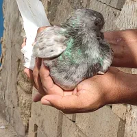 کبوتر دم سفید
