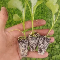 تولیدو فروش نشا