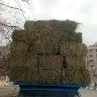 یونجه خالص|خدمات باغبانی و درختکاری|تکاب, |دیوار