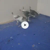 بوقلمون|حیوانات مزرعه|بم, |دیوار