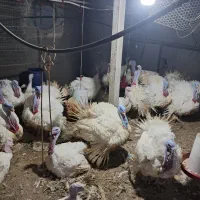 بوقلمون ارگانیک موجود است