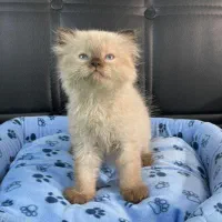 گربه پرشن  هیمالین