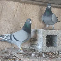 چهار جفت مسافتی به شرط