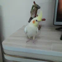 جوجه لوتینو