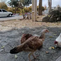 مرغ وخروس|حیوانات مزرعه|صحنه, |دیوار