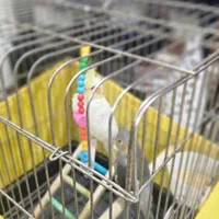 عروس هلندی نر|پرنده|کهریزک, |دیوار