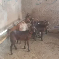 بزغاله ماده