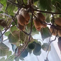 فروش کیوی حدود 60کیلو|خوردنی و آشامیدنی|قائمشهر, |دیوار