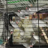 فنچ نرگسی|پرنده|شیراز, سرو|دیوار