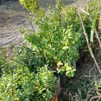 شمشاد طلایی و ابلق..سبز