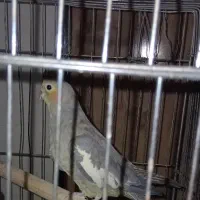 عروس هلندی سینامون