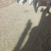 بزغاله اصیل پاکستانی نر وماده|حیوانات مزرعه|پائین جام, |دیوار