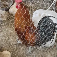 خروس