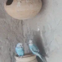 مرغ عشق|پرنده|سراوان, |دیوار