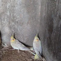 جوجه عروس هلندی