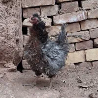 مرغ فرفری جوان