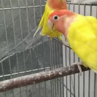 جفت کوتوله اوپال کارداده|پرنده|یزد, |دیوار