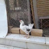 جوجه خروس گلین|حیوانات مزرعه|قم, باجک دو|دیوار