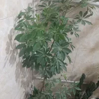 گل طبیعی سرحال|گل و گیاه طبیعی|اسلامشهر, شهرک قائمیه|دیوار