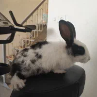 فروش خرگوش مینیاتوری