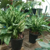 آگلونما برفی سطل ۴